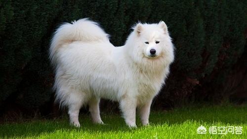 日本银狐犬 吃生肉:四个月猎犬可以吃生肉吗？