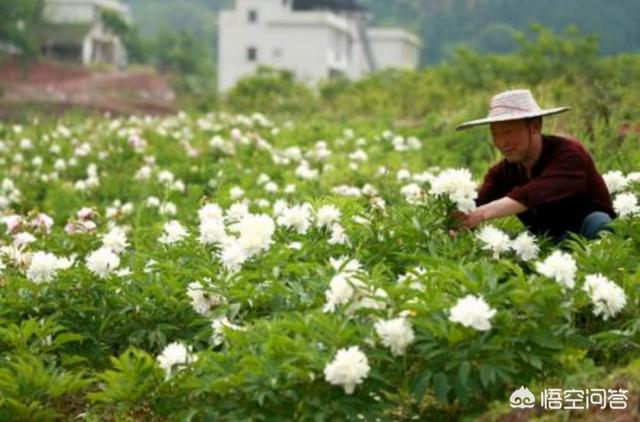 2022年种哪些药材能赚钱，我看有些人种植中草药，一年赚几十万，他们是怎样做到的