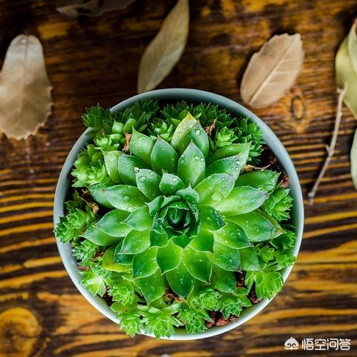 长生草属多肉植物图片:长生草多肉植物图鉴大全 观音莲已经穿裙子了要怎么救？