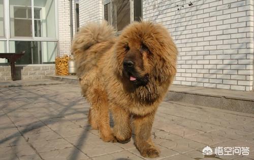 赤古藏獒的图片:藏獒夏天食欲不好，该怎么办？