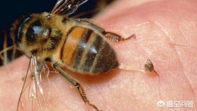 被蜜蜂蛰了抹牙膏，在农村被蜜蜂蛰到，有啥快速的止痛方法