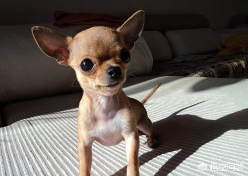 小鹿犬图片:小鹿犬幼犬拉屎有点稀怎么回事呢？
