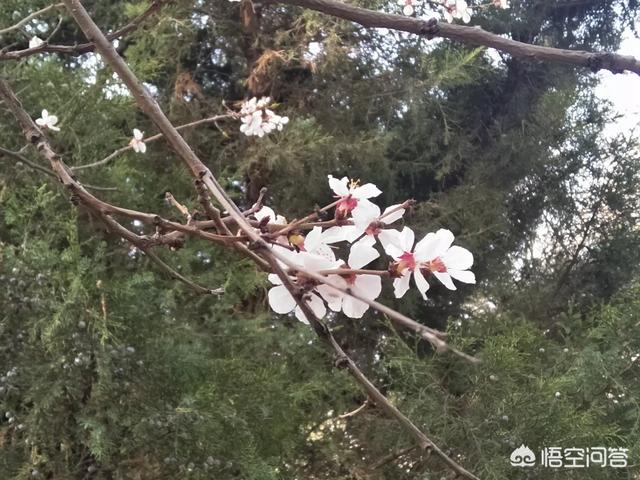 西游记中在真假美猴王之后,孙悟空还是孙悟空吗？