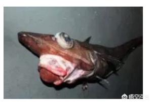 江苏盐城抹香鲸的图片:海洋深处压力究竟有多强？核潜艇都被压碎成废铁，鲸鱼为何没事？