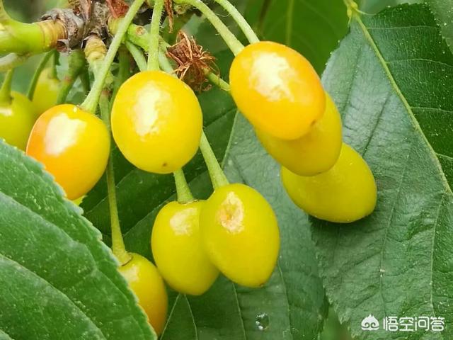 张丹峰公司注销:如何看待张丹峰工作室的回应