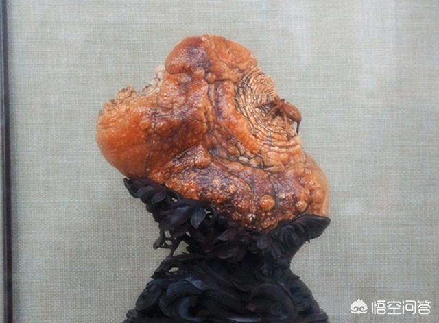 天然大化石原石图片,你收藏的天然奇石有哪些已经升值了？