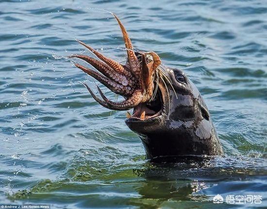 头条问答 海豹喜欢吃什么 3个回答