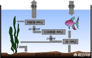 观赏龟缸:养乌龟的鱼缸放在冰箱上可不可以？ 观赏龟排名