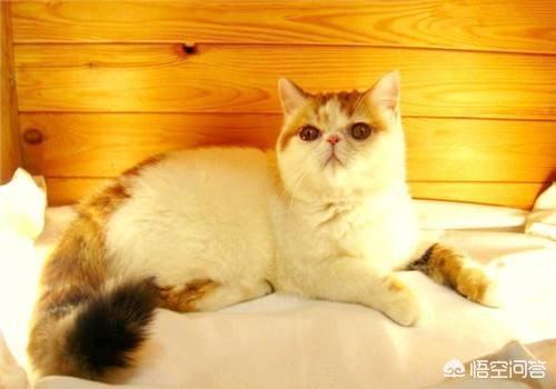 重庆 异短猫:异短换环境拉稀了怎么办？