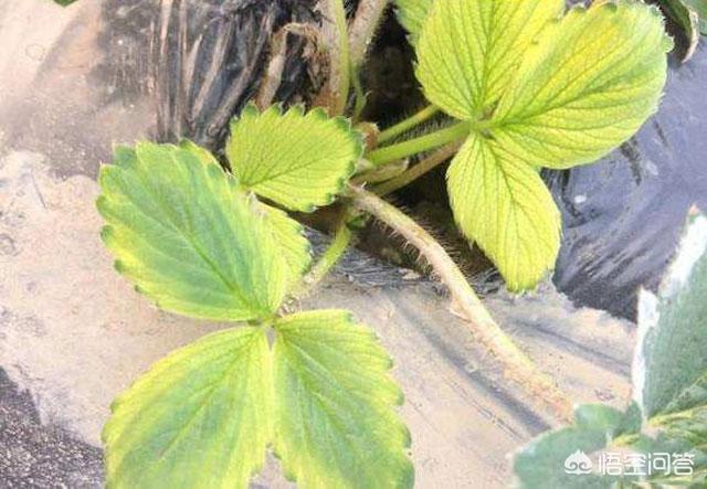 草莓缺硼是什么症状?-图3