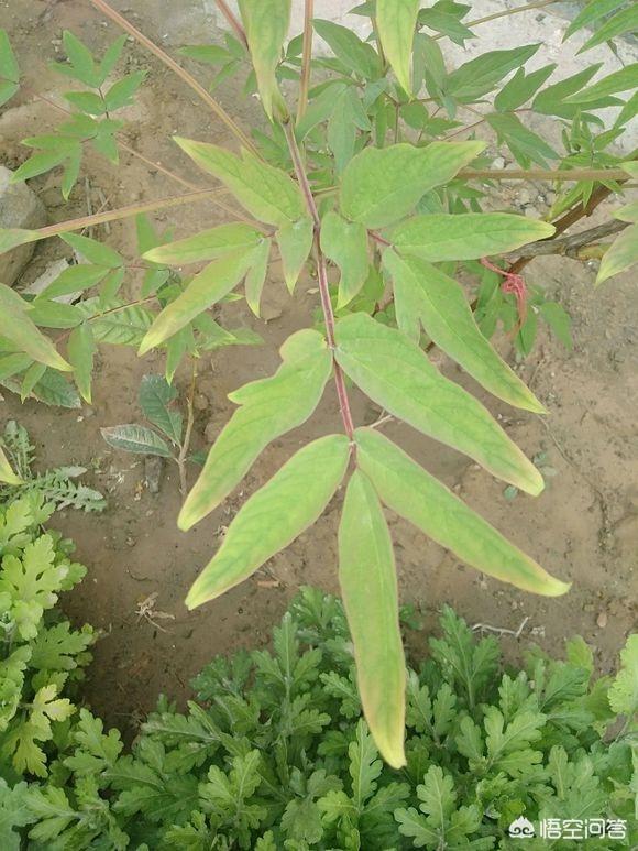 怎样区分药用牡丹（凤丹）和观赏牡丹？网购应该怎样注意辨别？