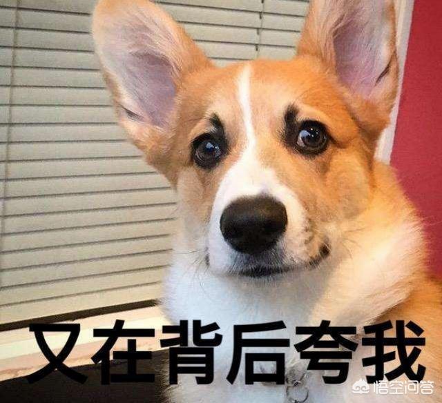 如何分辨真假柯基幼犬:柯基便便什么颜色才是正常的？其它颜色代表什么？