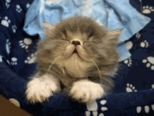 打小猫打哪里:惩罚猫咪时，有哪些错误不能犯？
