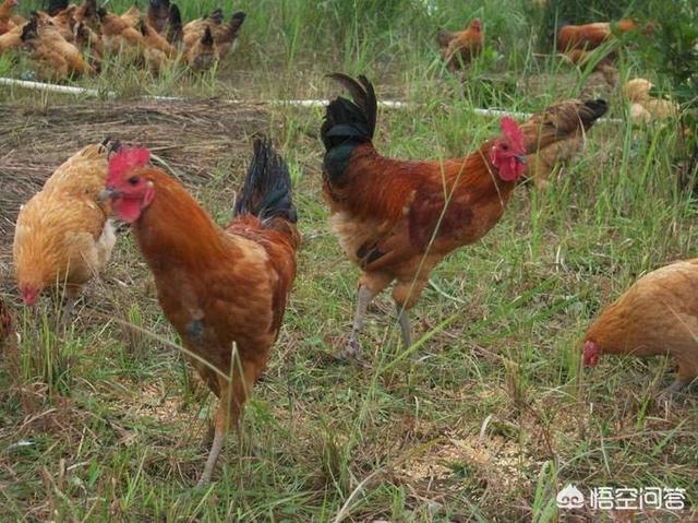 鸡球虫病有什么症状图片:鸡球虫病的症状及图片 鸡拉红色粪便，就一定是球虫吗？