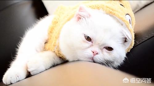伽菲猫图片大全:加菲猫去泪痕，如何给加菲猫去泪痕？