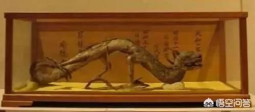 尼斯湖水怪死亡照片，日本瑞龙寺真龙标本为什么不用DNA鉴定来验证标本的真假