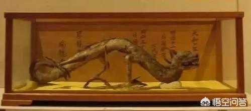 以色列美人鱼真假:日本瑞龙寺真龙标本为什么不用DNA鉴定来验证标本的真假