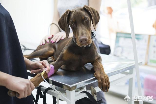 狗狗患了犬瘟热怎么治:萨摩犬得了犬瘟热，该怎么治疗效果比较好？