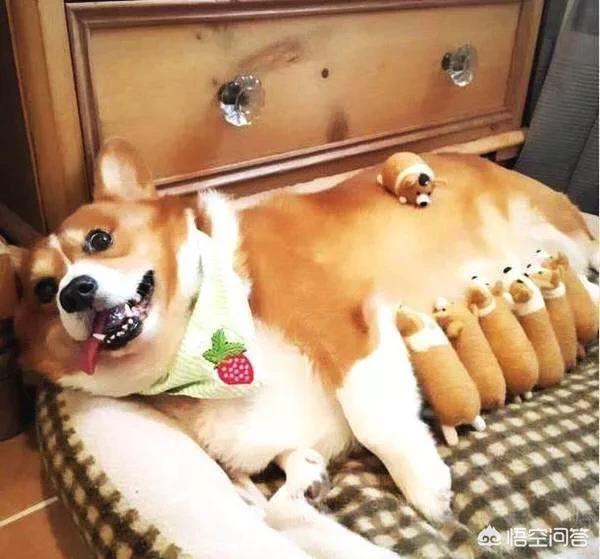 狗宝贝:怎么理解一些人每天让狗到处拉屎撒尿还叫狗“宝贝”的行为？