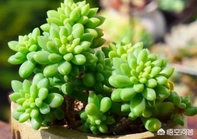 条纹十二卷属于什么科:硬叶十二卷什么时候浇水？