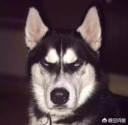 哈士奇图片搞笑:二哈有哪些搞笑的图片表情？