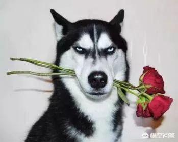 哈士奇图片搞笑:二哈有哪些搞笑的图片表情？