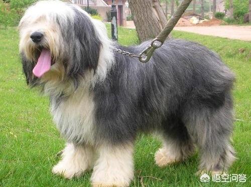小牧羊犬吃什么好:德牧吃什么长得壮又大，德牧如何饲养才长得好？
