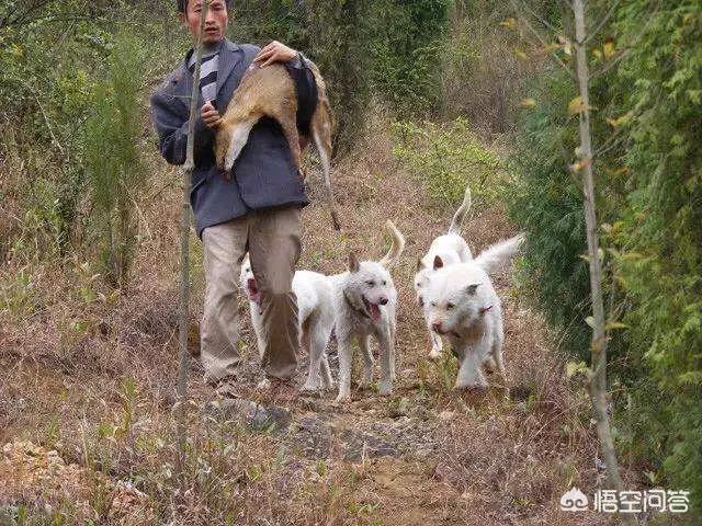 原生藏獒ko中亚:以凶猛程度来说，哪种狗可以比得上藏獒？为什么？ 藏獒vs中亚