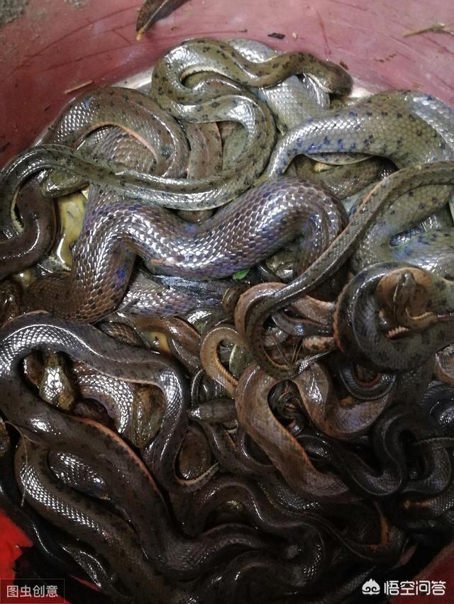 精选优质答案:作为一种我国特有的蛇类泥蛇,也被称之为中华水蛇,分布