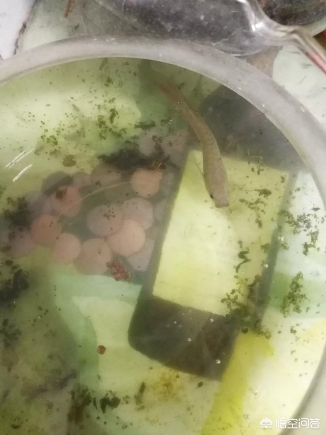 热带鱼养殖:什么热带鱼皮实好养活适合新手？