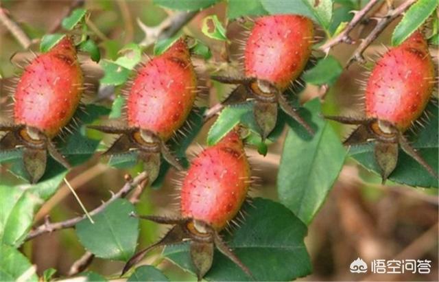 少花龙葵是什么植物？谁能说说看？()