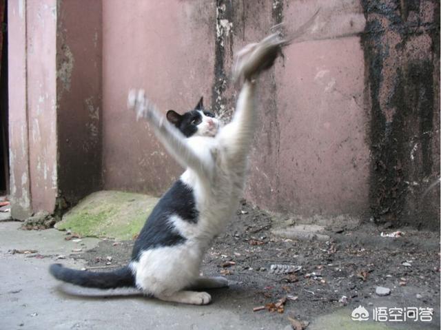 宠物猫会不会抓老鼠呢？