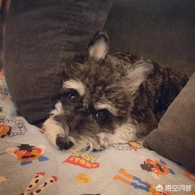 宠物寄语些什么:关于养狗，你想说点什么？