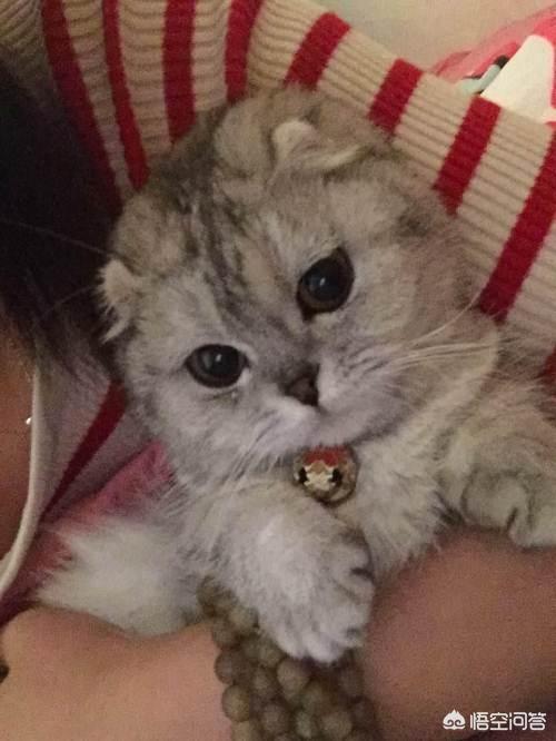 什么猫容易有泪痕:猫咪的眼里含有泪水，这是什么情况？