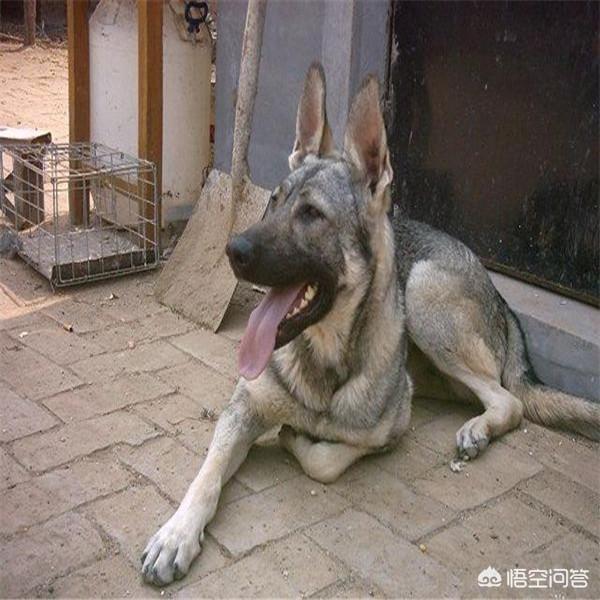 来宝犬业郑之学:为什么现在的人都喜欢把狗狗当子女来养？