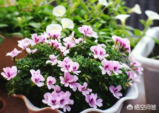 猫能闻驱蚊草吗:驱蚊草孕妇能闻吗 天竺葵可以驱蚊是真的吗？