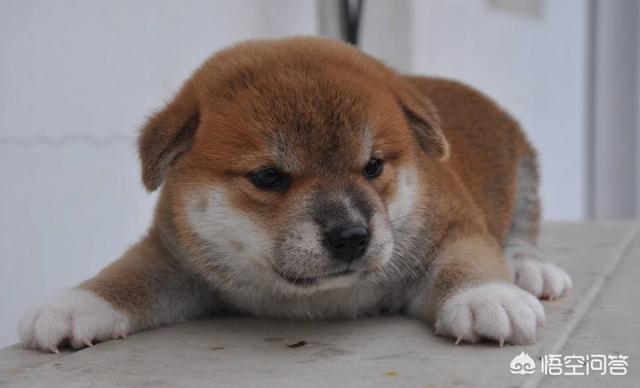 犬窝咳是怎么引起的:狗狗咳嗽是如何引起的呢？