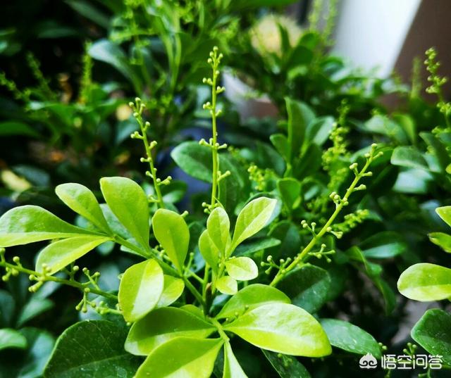 米兰花脱土:我买了盆米兰，想换盆，可是土特别硬，是否保留硬土？