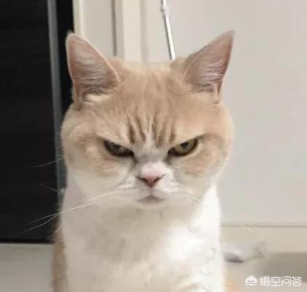 愤怒的猫咪下载:猫咪发怒生气有什么表现？ 猫咪愤怒的声音