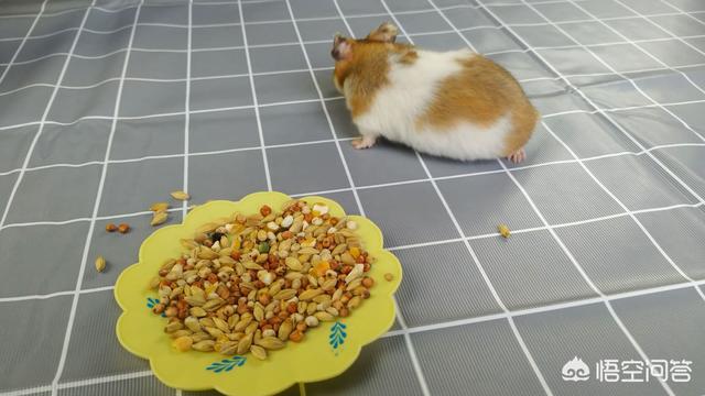 卫塔卡夫猫零食:问一下有什么猫零食可以给猫吃，对猫无害的，没什么副作用的吗？