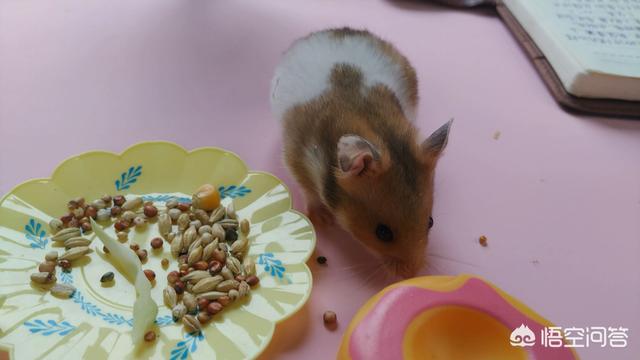 卫塔卡夫猫零食:问一下有什么猫零食可以给猫吃，对猫无害的，没什么副作用的吗？