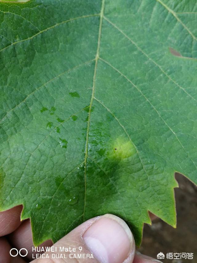 葡萄树的害虫有哪些:种植葡萄，在结果期时病虫害如何防治？