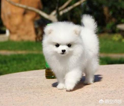 博美犬吃什么钙片好:给博美吃蛋黄补充钙吗，博美喂蛋黄是补钙吗？