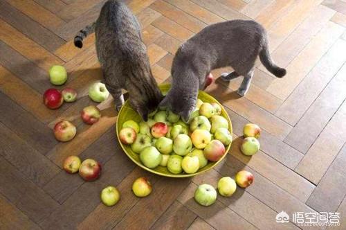 猫眼膜多出來了:猫咪屁股里面每天都会出来一只小白虫是什么原因？