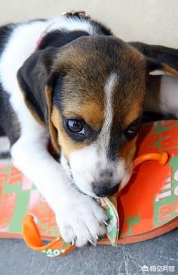 六个月的蝴蝶犬好养吗:蝴蝶犬的日常饲养，有哪些注意事项？