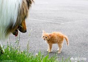 流浪狗和流浪猫听书阁:流浪猫怎么喂着喂着就不见了？