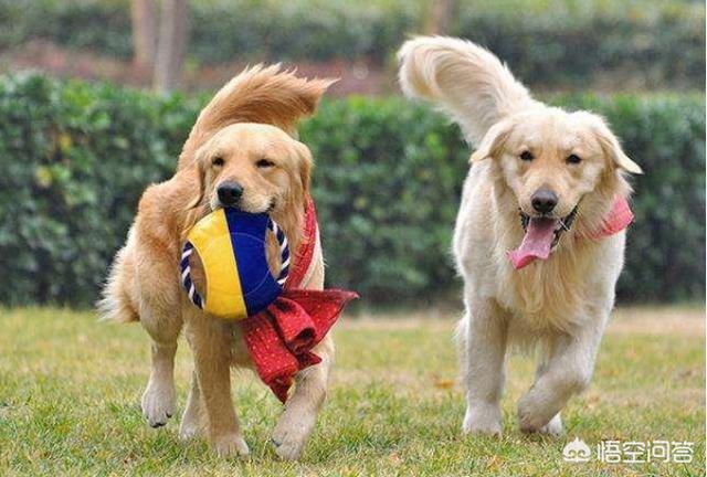 训练金毛犬:怎么训练金毛？什么时候训练最好？