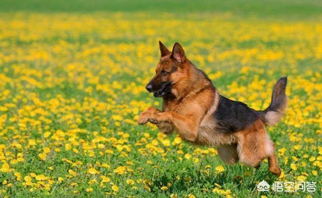垂系德国牧羊犬论坛:德国牧羊犬的价格下降了，为什么还是这么少人买？