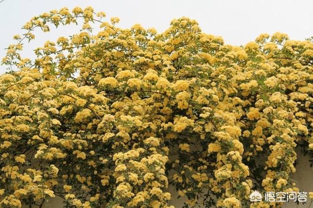 头条问答 - 木香花苗有刺吗?怎样养护?(1个回答)