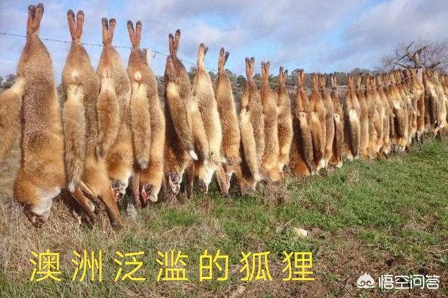 澳洲野犬 百科:澳大利亚野兔泛滥成灾，为何不引入猫科动物中最爱吃野兔的猞猁？